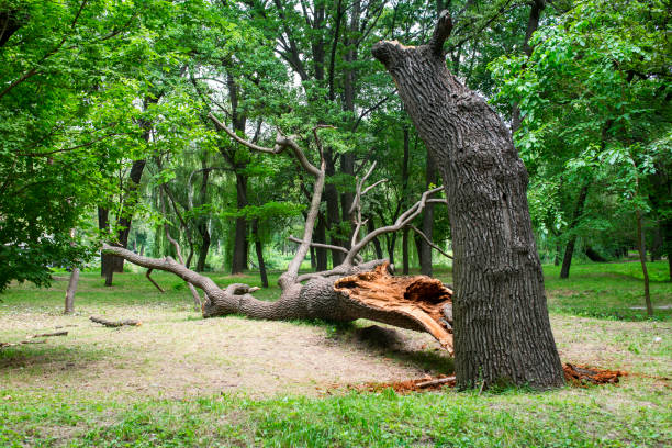  Cherry Hills Village, CO Tree Care Pros